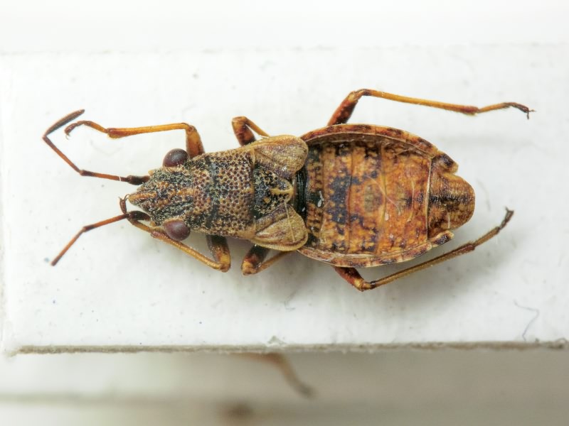 Nithecus jacobaeae (Schilling, 1829)
